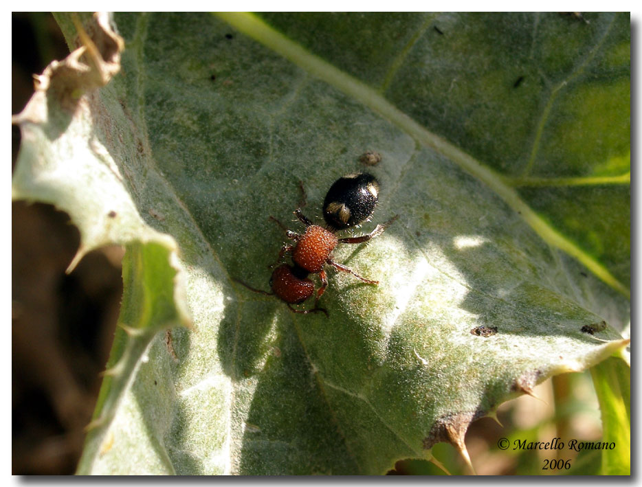 Tropidotilla litoralis (Mutillidae): l''accoppiamento.